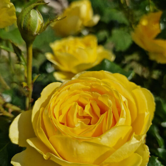 Floribundrozes