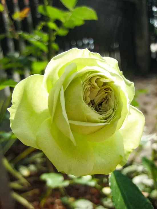 Lovely Green 