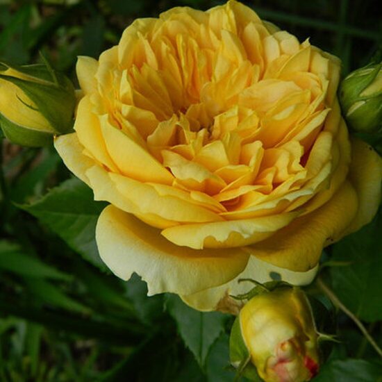 100 Idées Jardin 