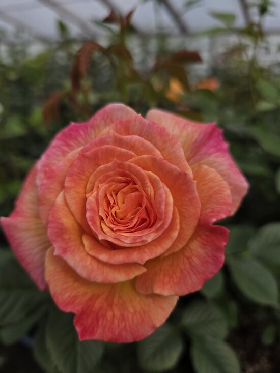  Gartenspass