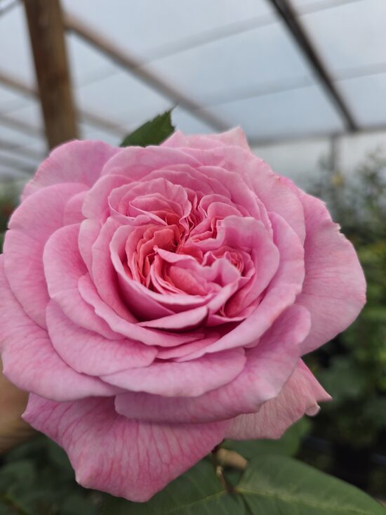 Rosengarfien Marie Henriet