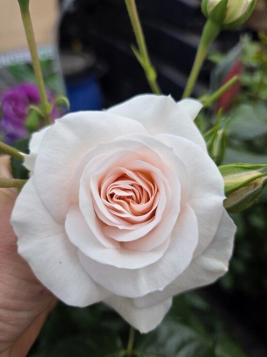  Martin Luther Rose 