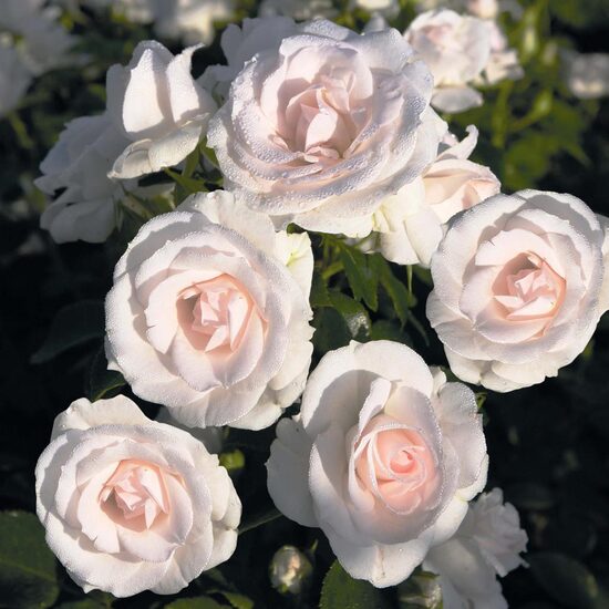 Aspirin Rose 