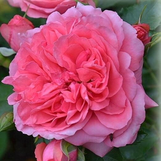  Rosarium Uetersen 