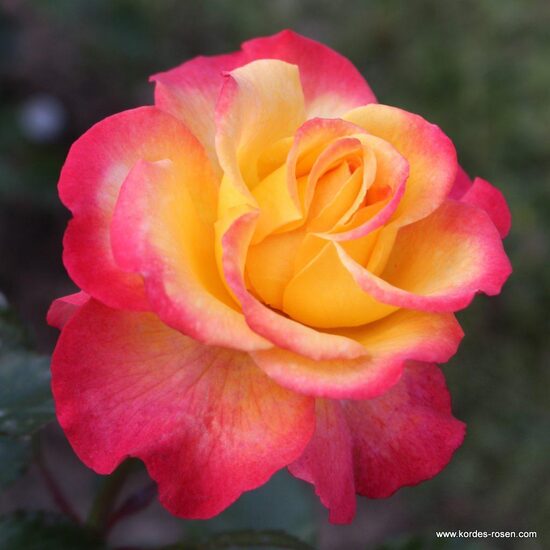  Flaming Star