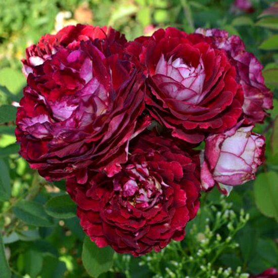 Belle De Segosa