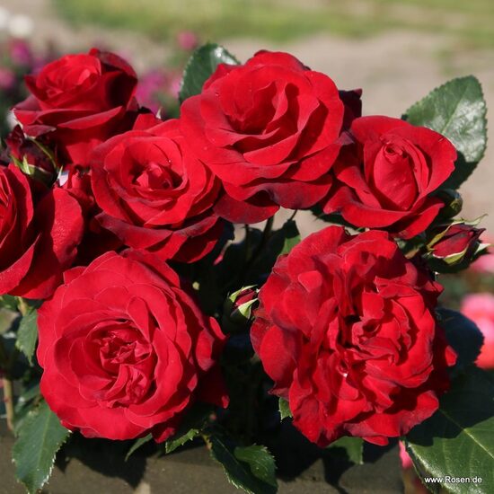 Royal Red