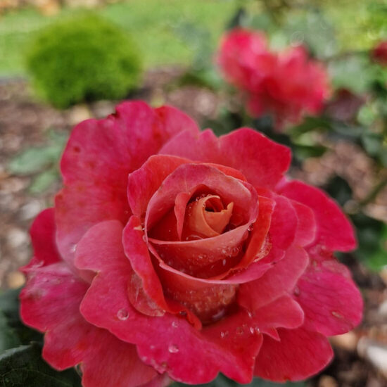 Belle Epoque