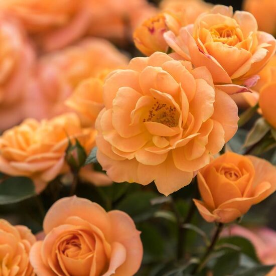 Apricot Clementine
