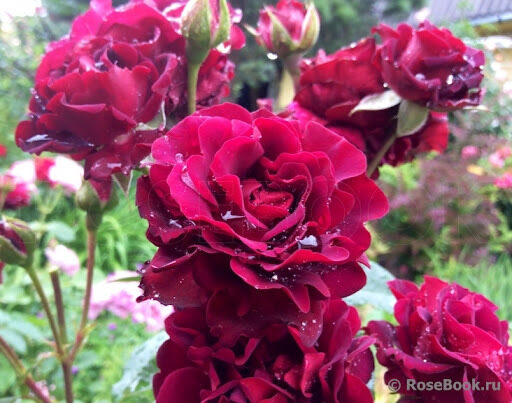 Katie's Rose 