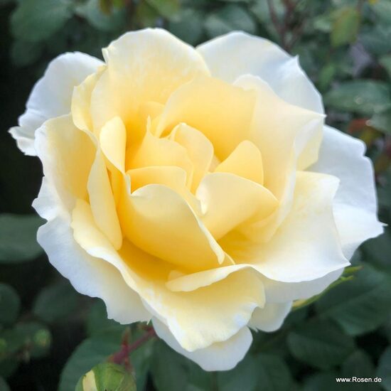  Mentor Rose 