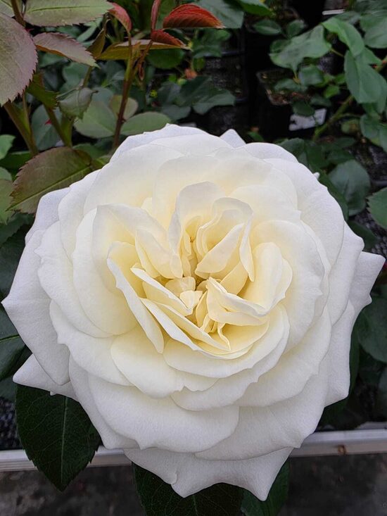 Alabaster 