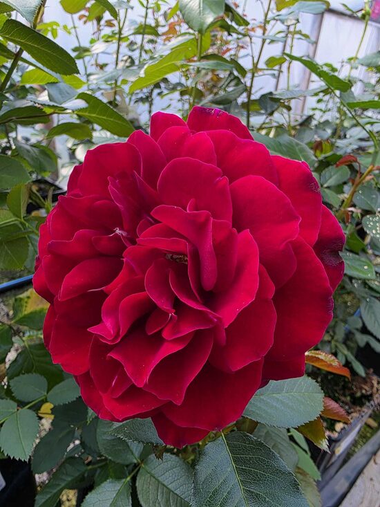 Red Abundance