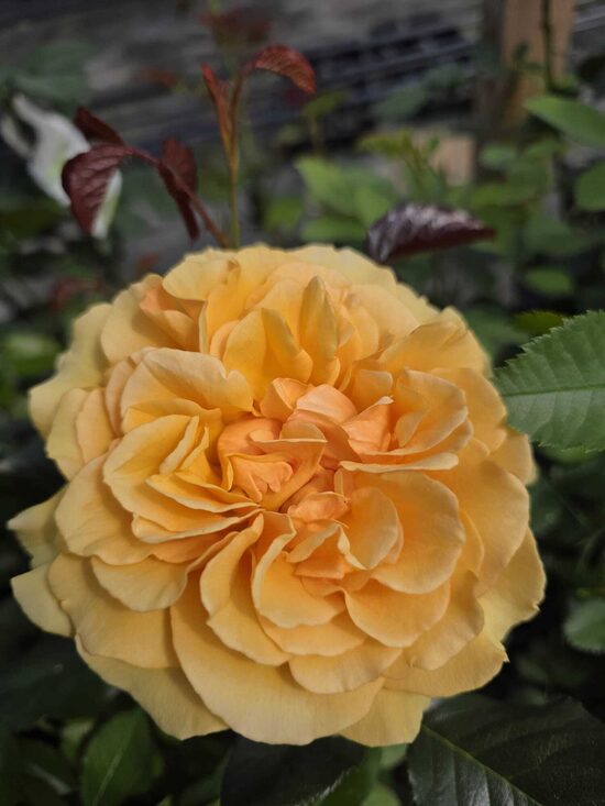 Amber Queen 