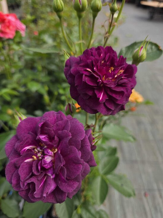  Ebb Tide (Purple Eden)
