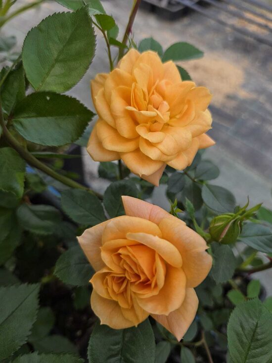 Apricot Clementine
