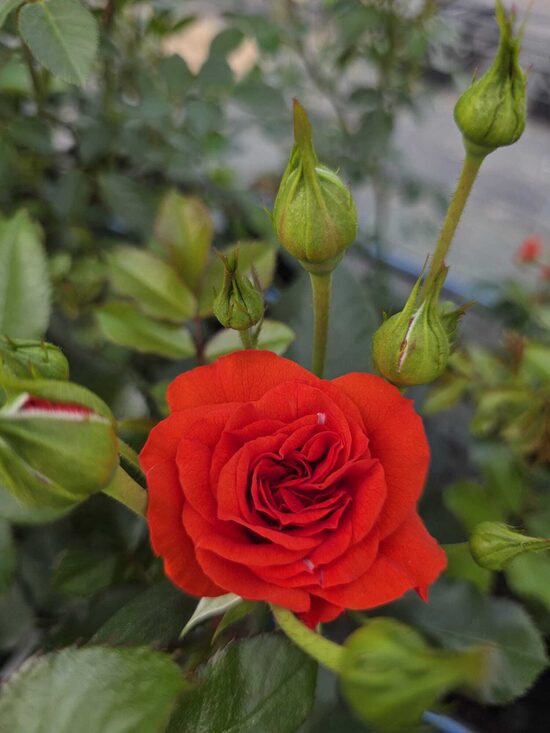 Orange Babyflor