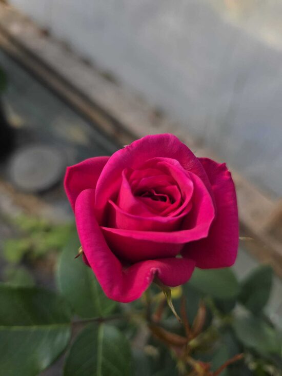 Love Latter