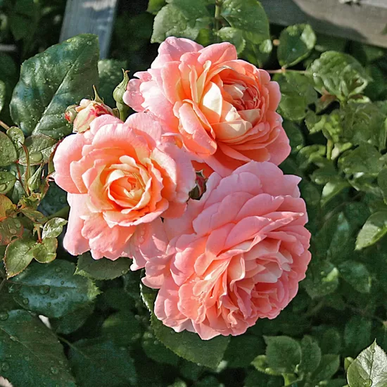 Bonita Renaissance