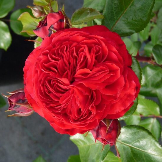 RED LEONARDO DA VINCI
