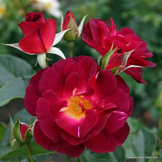 Ile de Fleurs