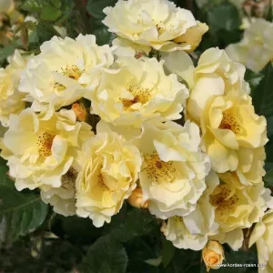 Goldspatz 