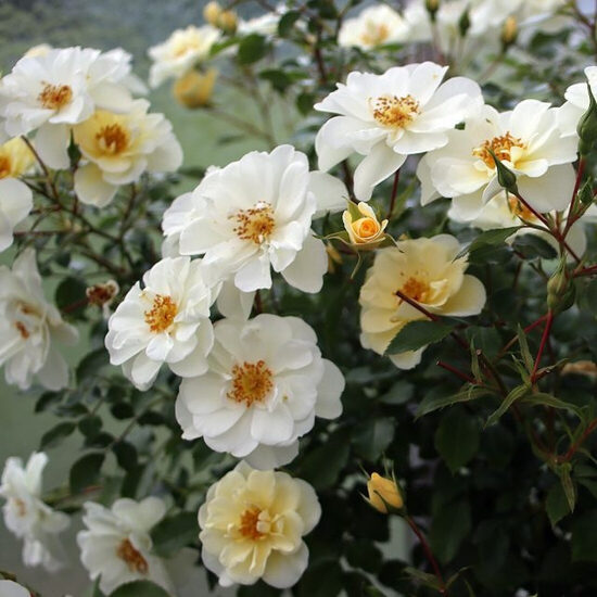 Bienenweide Ivory