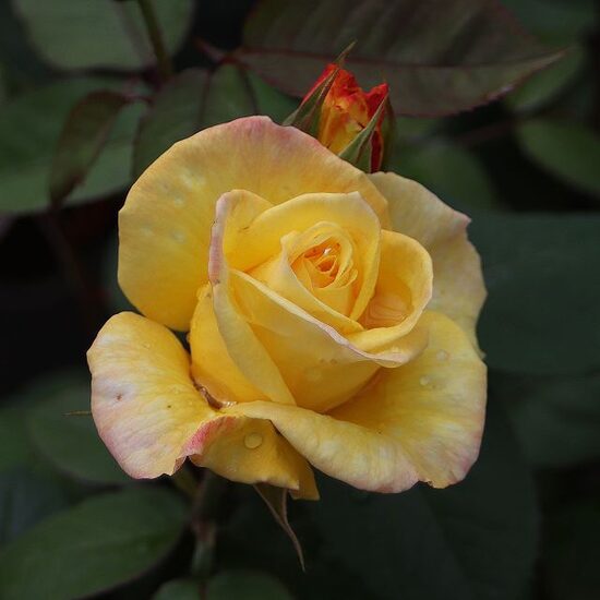 CANARY