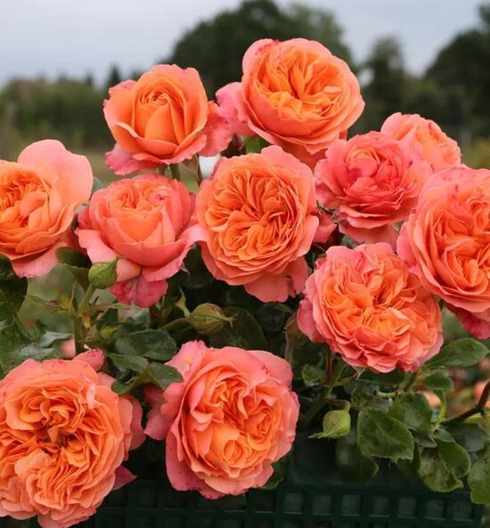 CORAL LIONS ROSE