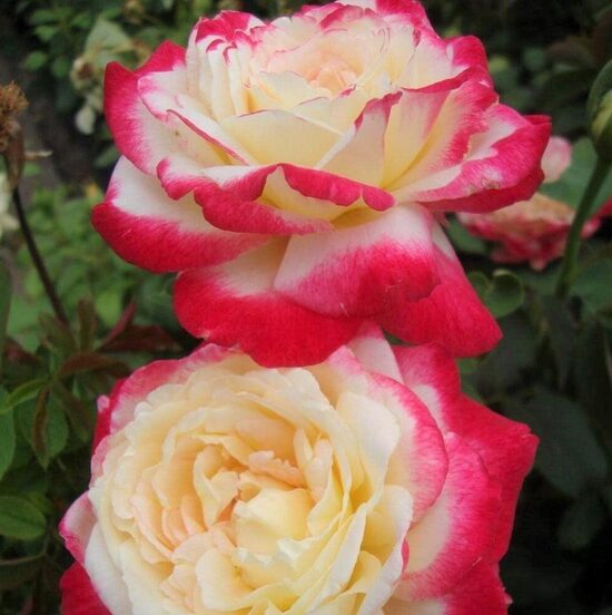 Double Delight
